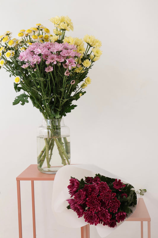 Chrysanthemum fresh flower bouquet in white wrapping